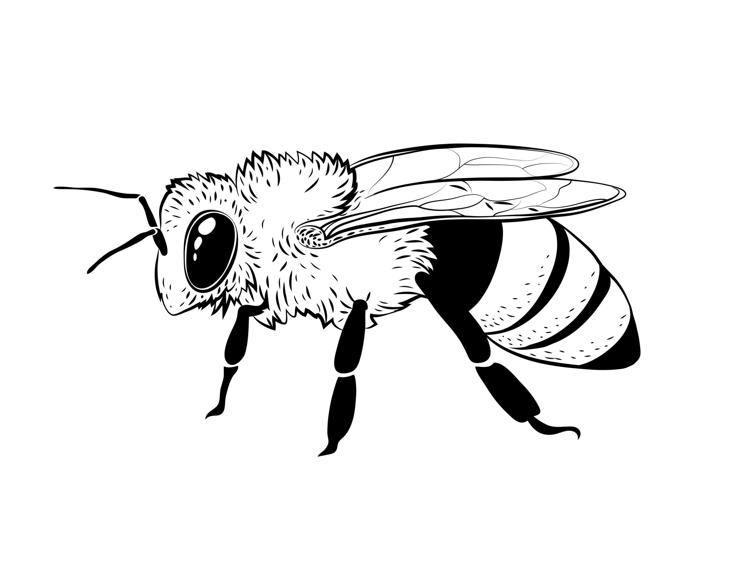 Hand drawn bee outline Biene in schwarz-weiß gezeichnet von Imkerei
