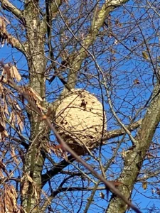 Hornissennest Hornissennest / hornet nest
