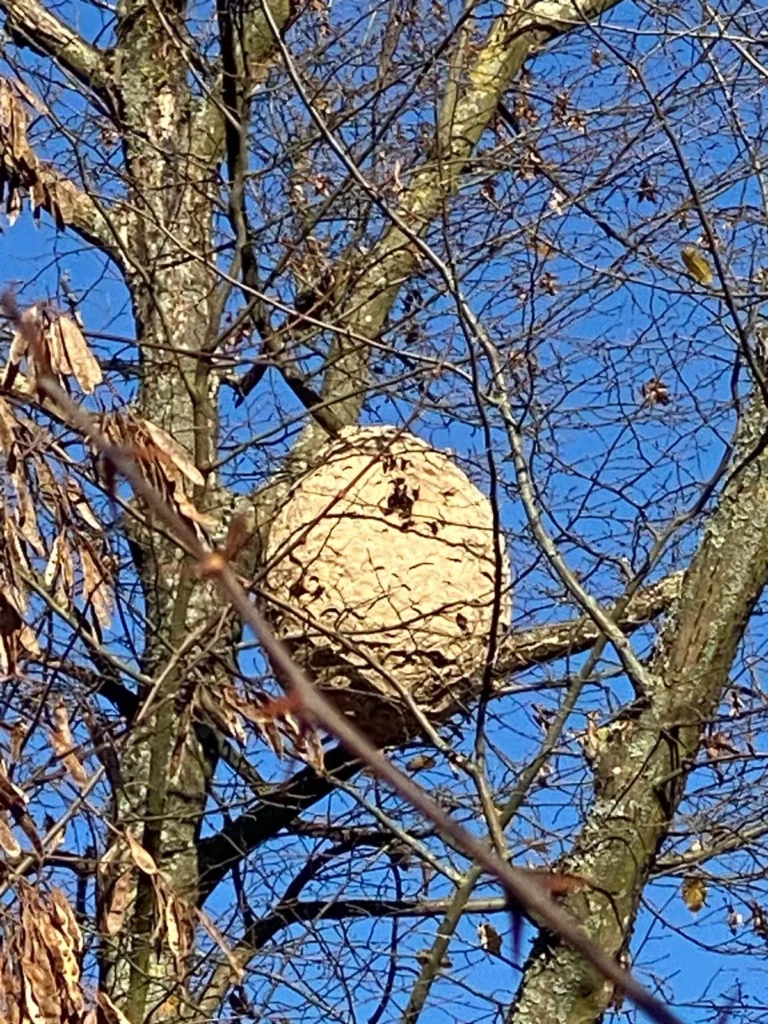 Hornissennest / hornet nest